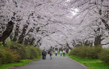 Iwate, Japonya - 22 Nisan 2025. İnsanlar baharda Kitakami Tenshochi Park, Iwate, Japonya 'da kiraz ve şeftali çiçeklerinin tadını çıkarıyorlar..