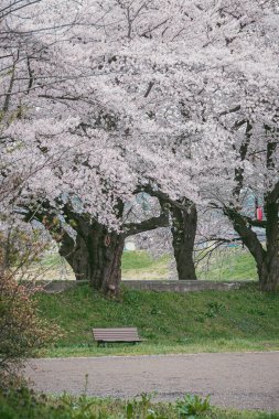 Iwate, Japonya 'daki Kitakami Tenshochi Parkı' nda güzel kiraz çiçekleriyle bahar manzarasının tadını çıkarıyorum..