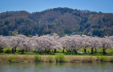 Nisan ortasında çiçek açan kiraz çiçekleriyle muhteşem bahar manzarası, Kitakami, Japonya.