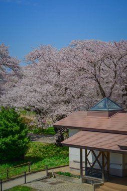 Nisan ortasında çiçek açan kiraz çiçekleriyle muhteşem bahar manzarası, Kitakami, Japonya.