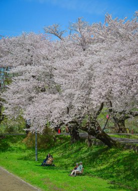 Morioka, Japonya - 22 Nisan 2025. Nisan ortasında çiçek açan kiraz çiçekleriyle muhteşem bahar manzarası, Kitakami, Japonya.