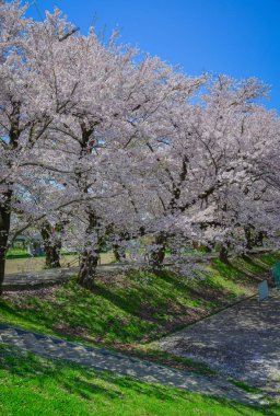 Nisan ortasında çiçek açan kiraz çiçekleriyle muhteşem bahar manzarası, Kitakami, Japonya.
