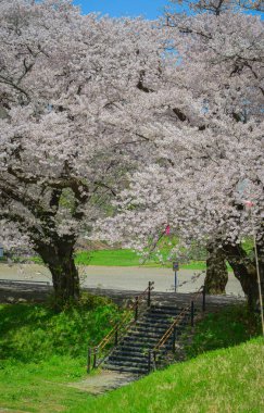 Kitakami Tenshochi Park, Iwate, Japonya 'da kiraz çiçeklerinin açtığı büyüleyici bahar manzarası..