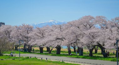 Iwate, Japonya - 22 Nisan 2025. İnsanlar baharda Kitakami Tenshochi Park, Iwate, Japonya 'da kiraz ve şeftali çiçeklerinin tadını çıkarıyorlar..