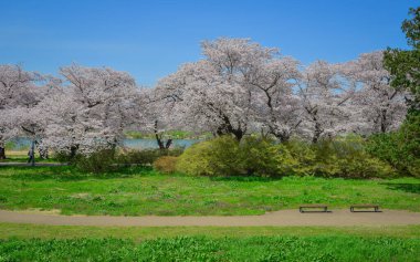 Kitakami Tenshochi Park, Iwate, Japonya 'da kiraz çiçeklerinin açtığı büyüleyici bahar manzarası..