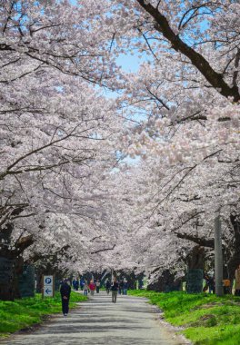 Iwate, Japonya - 22 Nisan 2025. İnsanlar baharda Kitakami Tenshochi Park, Iwate, Japonya 'da kiraz ve şeftali çiçeklerinin tadını çıkarıyorlar..