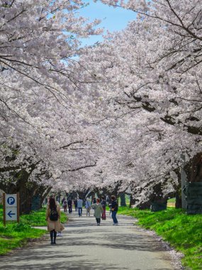 Iwate, Japonya - 22 Nisan 2025. İnsanlar baharda Kitakami Tenshochi Park, Iwate, Japonya 'da kiraz ve şeftali çiçeklerinin tadını çıkarıyorlar..