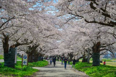 Iwate, Japonya - 22 Nisan 2025. İnsanlar baharda Kitakami Tenshochi Park, Iwate, Japonya 'da kiraz ve şeftali çiçeklerinin tadını çıkarıyorlar..