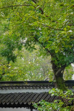 Çin 'in Şangay' ın göbeğinde yemyeşil bir çin bahçesi..