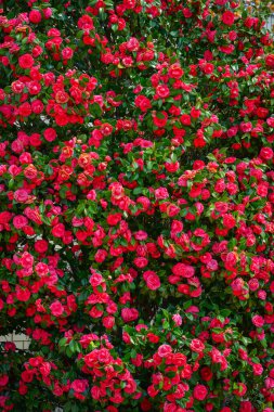 Japonya 'nın Aomori Meydanı' nın kalbinde gururla duran görkemli bir kamelya ağacı (tsubaki) yüzlerce kırmızı çiçekle dolup taşıyor..