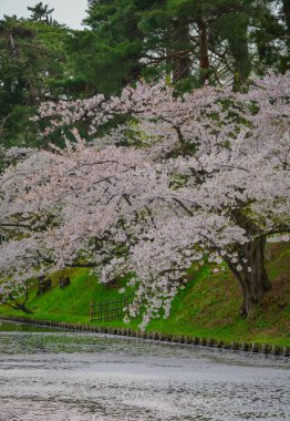 Japonya 'nın Aomori kentindeki Hirosaki Kalesi' nde Nisan ayı boyunca kiraz çiçekleri güzel bir şekilde açar..