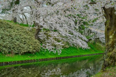 Japonya 'nın Aomori kentindeki Hirosaki Kalesi' nde Nisan ayı boyunca kiraz çiçekleri güzel bir şekilde açar..