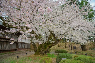 Japonya 'nın Aomori kentindeki Hirosaki Kalesi' nde Nisan ayı boyunca kiraz çiçekleri güzel bir şekilde açar..