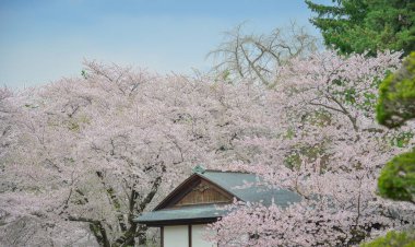 Japonya 'nın Aomori kentindeki Hirosaki Kalesi' nde Nisan ayı boyunca kiraz çiçekleri güzel bir şekilde açar..