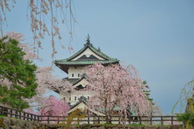 Nisan ayı boyunca Japonya 'nın Aomori kentindeki Hirosaki Kalesi' nde kiraz çiçekleri güzel bir şekilde açar..