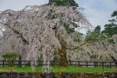 Japonya 'nın Aomori kentindeki Hirosaki Kalesi' nde Nisan ayı boyunca kiraz çiçekleri güzel bir şekilde açar..