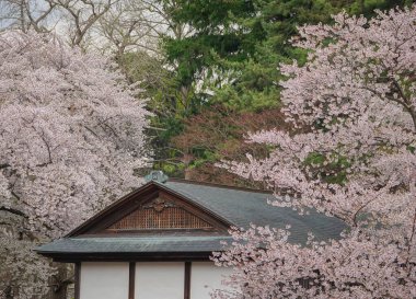 Japonya 'nın Aomori kentindeki Hirosaki Kalesi' nde Nisan ayı boyunca kiraz çiçekleri güzel bir şekilde açar..