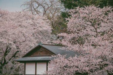Japonya 'nın Aomori kentindeki Hirosaki Kalesi' nde Nisan ayı boyunca kiraz çiçekleri güzel bir şekilde açar..