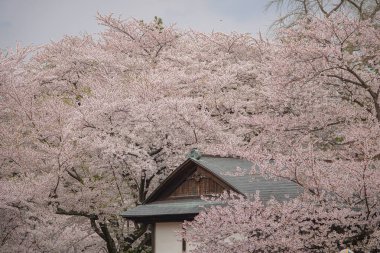 Japonya 'nın Aomori kentindeki Hirosaki Kalesi' nde Nisan ayı boyunca kiraz çiçekleri güzel bir şekilde açar..