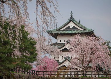 Nisan ayı boyunca Japonya 'nın Aomori kentindeki Hirosaki Kalesi' nde kiraz çiçekleri güzel bir şekilde açar..