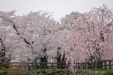 Japonya 'nın Aomori kentindeki Hirosaki Kalesi' nde Nisan ayı boyunca kiraz çiçekleri güzel bir şekilde açar..
