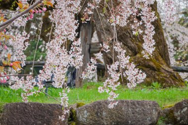 Japonya 'nın Aomori kentindeki Hirosaki Kalesi' nde Nisan ayı boyunca kiraz çiçekleri güzel bir şekilde açar..