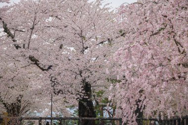 Japonya 'nın Aomori kentindeki Hirosaki Kalesi' nde Nisan ayı boyunca kiraz çiçekleri güzel bir şekilde açar..