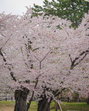 Japonya 'nın Aomori kentindeki Hirosaki Kalesi' nde Nisan ayı boyunca kiraz çiçekleri güzel bir şekilde açar..