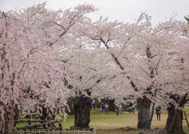 Aomori, Japonya - 27 Nisan 2025. İnsanlar Nisan ayı boyunca Japonya 'nın Aomori kentindeki Hirosaki Kalesi' nin parkında açan güzel kiraz çiçeklerine hayran..