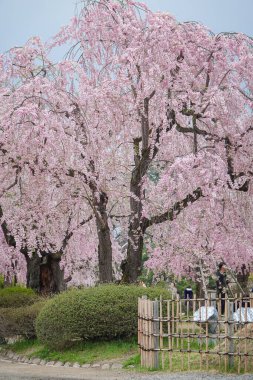 Japonya 'nın Aomori kentindeki Hirosaki Kalesi' nde Nisan ayı boyunca kiraz çiçekleri güzel bir şekilde açar..