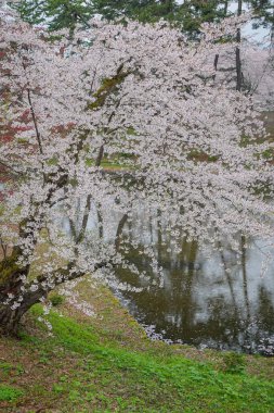 Japonya 'nın Aomori kentindeki Hirosaki Kalesi' nde Nisan ayı boyunca kiraz çiçekleri güzel bir şekilde açar..