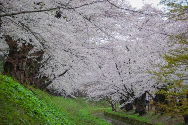Japonya 'nın Aomori kentindeki Hirosaki Kalesi' nde Nisan ayı boyunca kiraz çiçekleri güzel bir şekilde açar..