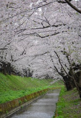 Japonya 'nın Aomori kentindeki Hirosaki Kalesi' nde Nisan ayı boyunca kiraz çiçekleri güzel bir şekilde açar..