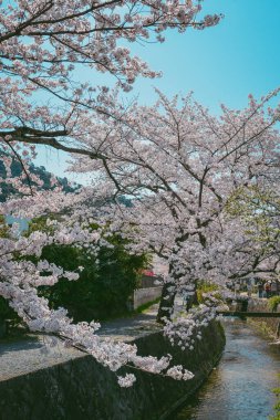 Sersemletici pembe kiraz çiçekleri (sakura) Kyoto 'nun tarihi çekirdeği Japonya' da Nisan ayının canlı bahar mevsiminde çiçek açarlar..