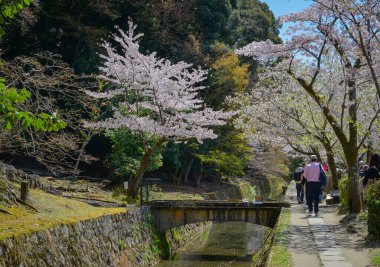 Kyoto, Japonya - 9 Nisan 2025. Japonya 'nın Kyoto tarihi çekirdeğinde canlı bir nisan mevsiminde sersemletici pembe kiraz çiçekleri (sakura) çiçek açmaktadır..
