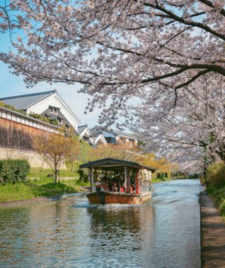 Kyoto, Japonya - 9 Nisan 2025. Bir grup insan, tarihi Kyoto, Japonya 'da suyun üzerinde dalgalanan şaşırtıcı sakura yaprağı tüneline hayran kaldılar..
