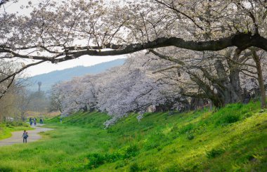 Kyoto, Japonya - 9 Nisan 2025. Kyoto 'nun ünlü filozof yolu boyunca Hanami' nin tadını çıkaran insanlar, ilkbahar Japonya 'sında çiçek açan kiraz ağaçlarıyla çevrili..
