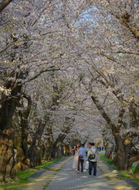 Kyoto, Japonya - 9 Nisan 2025. Kyoto 'nun ünlü filozof yolu boyunca Hanami' nin tadını çıkaran insanlar, ilkbahar Japonya 'sında çiçek açan kiraz ağaçlarıyla çevrili..