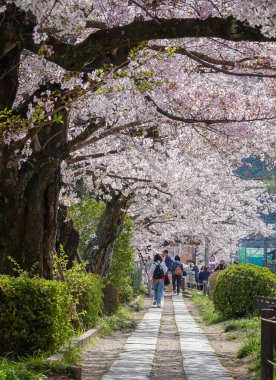 Kyoto, Japonya - 9 Nisan 2025. Kyoto 'nun ünlü filozof yolu boyunca Hanami' nin tadını çıkaran insanlar, ilkbahar Japonya 'sında çiçek açan kiraz ağaçlarıyla çevrili..