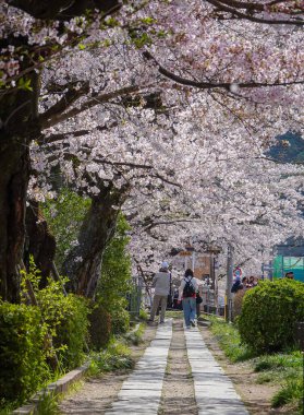 Kyoto, Japonya - 9 Nisan 2025. Kyoto 'nun ünlü filozof yolu boyunca Hanami' nin tadını çıkaran insanlar, ilkbahar Japonya 'sında çiçek açan kiraz ağaçlarıyla çevrili..