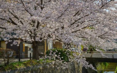 Sersemletici pembe kiraz çiçekleri (sakura) Kyoto 'nun tarihi çekirdeği Japonya' da Nisan ayının canlı bahar mevsiminde çiçek açarlar..
