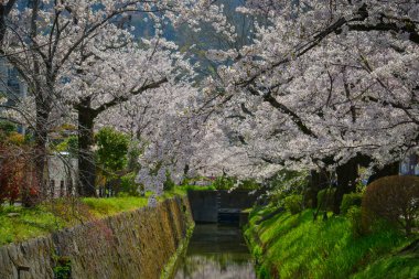 Sersemletici pembe kiraz çiçekleri (sakura) Kyoto 'nun tarihi çekirdeği Japonya' da Nisan ayının canlı bahar mevsiminde çiçek açarlar..
