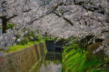 Sersemletici pembe kiraz çiçekleri (sakura) Kyoto 'nun tarihi çekirdeği Japonya' da Nisan ayının canlı bahar mevsiminde çiçek açarlar..