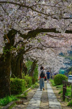 Sersemletici pembe kiraz çiçekleri (sakura) Kyoto 'nun tarihi çekirdeği Japonya' da Nisan ayının canlı bahar mevsiminde çiçek açarlar..