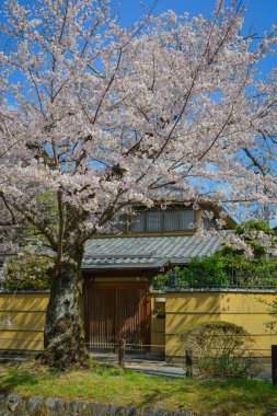 Sersemletici pembe kiraz çiçekleri (sakura) Kyoto 'nun tarihi çekirdeği Japonya' da Nisan ayının canlı bahar mevsiminde çiçek açarlar..