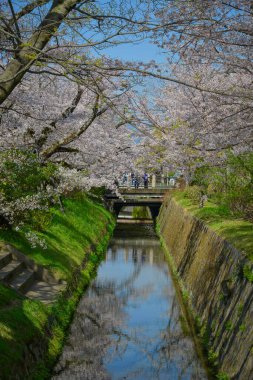 Sersemletici pembe kiraz çiçekleri (sakura) Kyoto 'nun tarihi çekirdeği Japonya' da Nisan ayının canlı bahar mevsiminde çiçek açarlar..