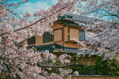 Sersemletici pembe kiraz çiçekleri (sakura) Kyoto 'nun tarihi çekirdeği Japonya' da Nisan ayının canlı bahar mevsiminde çiçek açarlar..