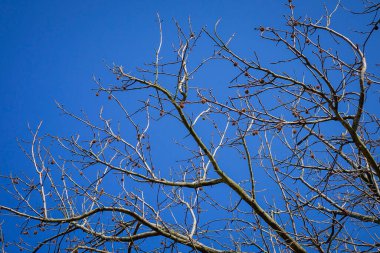 Nikko, Japonya 'da sonsuz mavi gökyüzünün altında duran yalnız kuru ağaç..