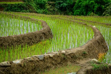 Kuzeybatı Vietnam 'ın engebeli dağlarındaki güzel pirinç tarlaları..