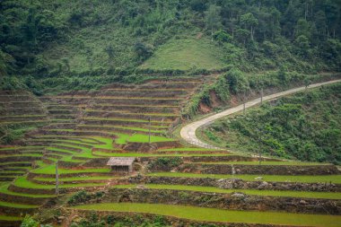 Kuzeybatı Vietnam 'ın engebeli dağlarındaki güzel pirinç tarlaları..